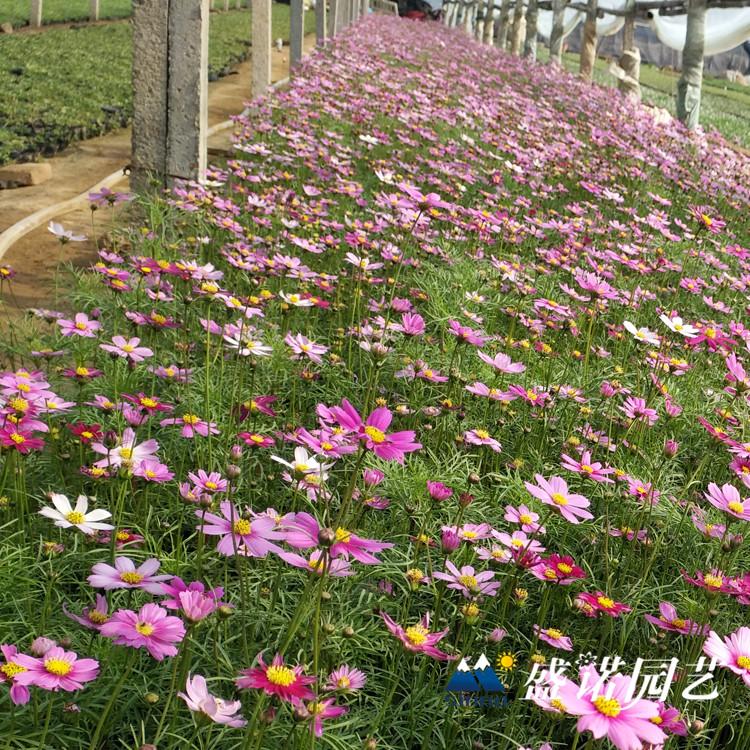 波斯菊苗 格桑花种苗 绿化工程 批发报价