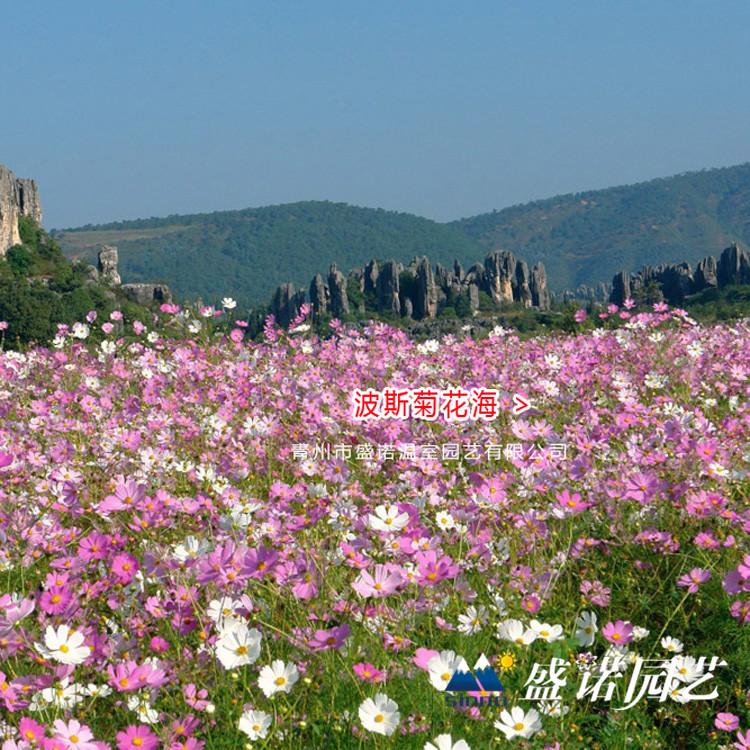 波斯菊花 格桑花苗 苗木系列 扦插苗 价格优惠