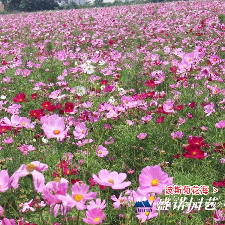格桑花苗 宿根地被 小苗嫁接 地栽盆栽