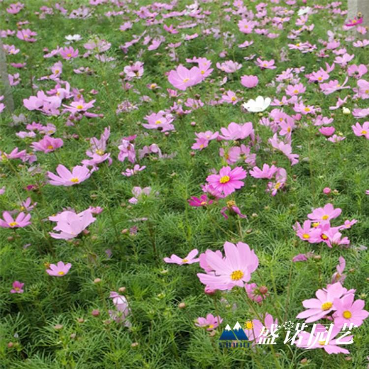 波斯菊小苗 格桑花花苗 苗木系列 扦插苗 特价销售