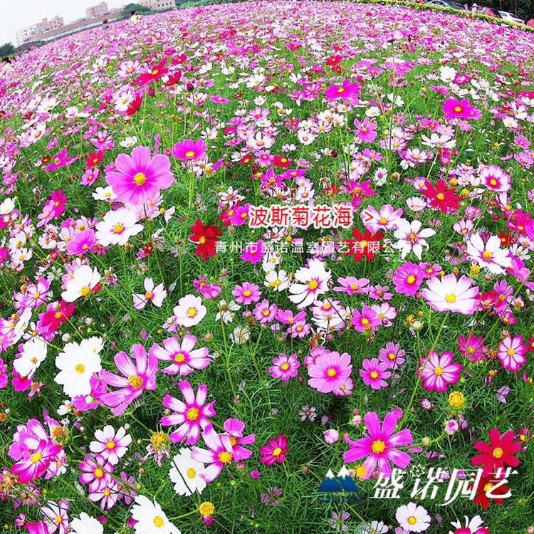 波斯菊苗 格桑花种苗 宿根地被 小苗嫁接 特价销售