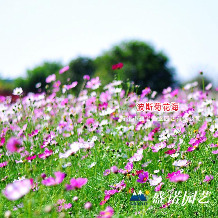 格桑花苗 绿化工程 品种齐全