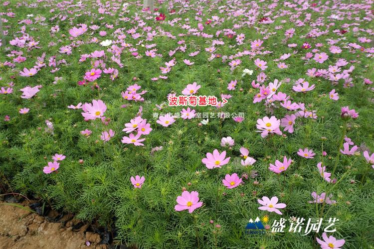 格桑花苗 草花花卉 基地供应 品种齐全