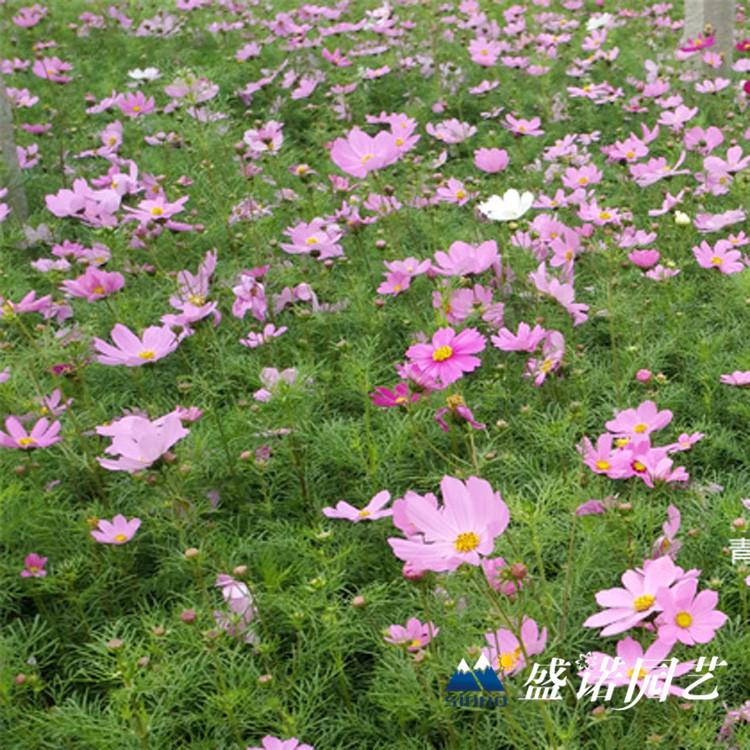 波斯菊苗 格桑花小苗 宿根花卉 时令草花 花卉基地