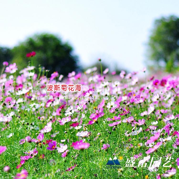 波斯菊苗 格桑花小苗 宿根花卉 时令草花 价格优惠