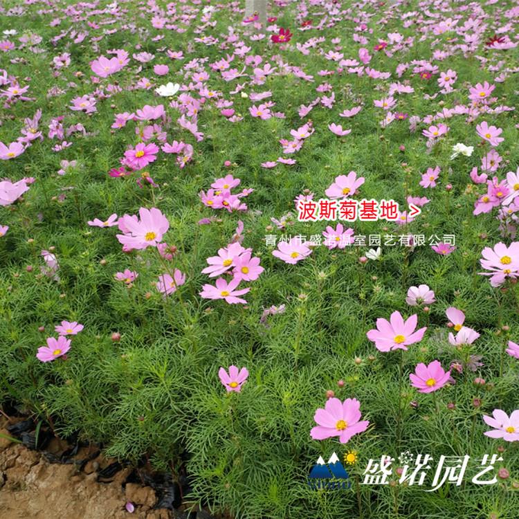 波斯菊花 格桑花苗 园林工程 花卉苗木 价格优惠