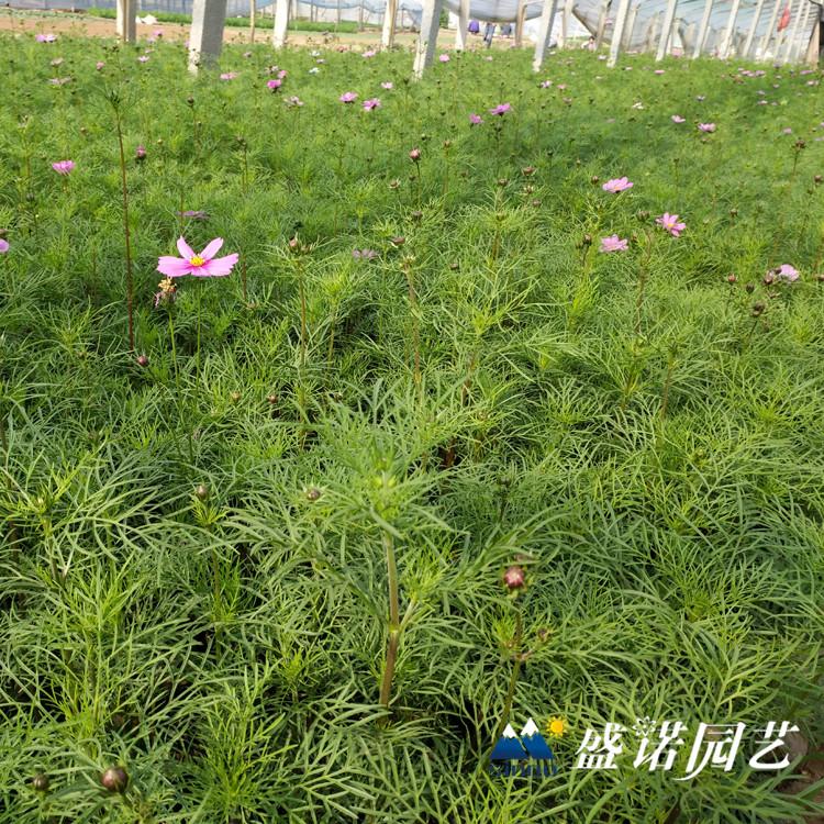 格桑花苗 宿根地被 小苗嫁接 特价销售
