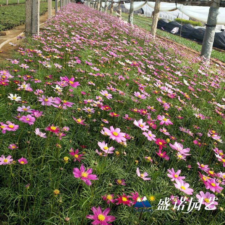 波斯菊苗 格桑花种苗 宿根地被 小苗嫁接 品种齐全