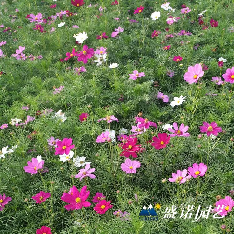 波斯菊花 格桑花苗 宿根地被 小苗嫁接 价格优惠