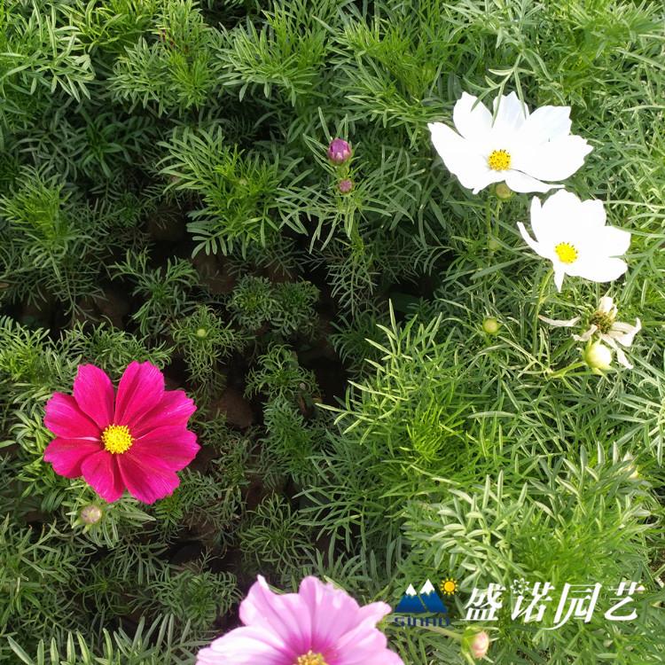 格桑花苗 园林工程 花卉苗木 地栽盆栽