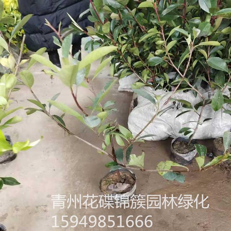 红叶石楠批发