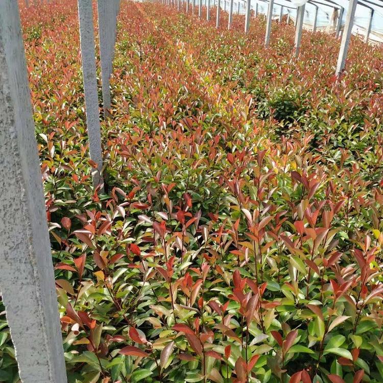 红叶石楠批发基地 红叶石楠价格