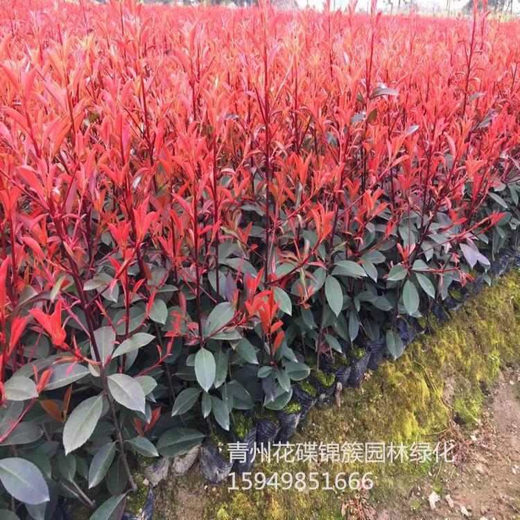 红叶石楠批发基地 红叶石楠价格.销售红叶石楠小苗