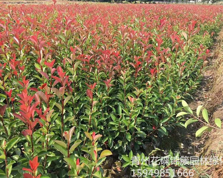 红叶石楠批发基地 红叶石楠价格.销售红叶石楠小苗.红叶石楠