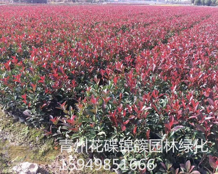 园林工程用苗红叶石楠.批发红叶石楠.红叶石楠种植