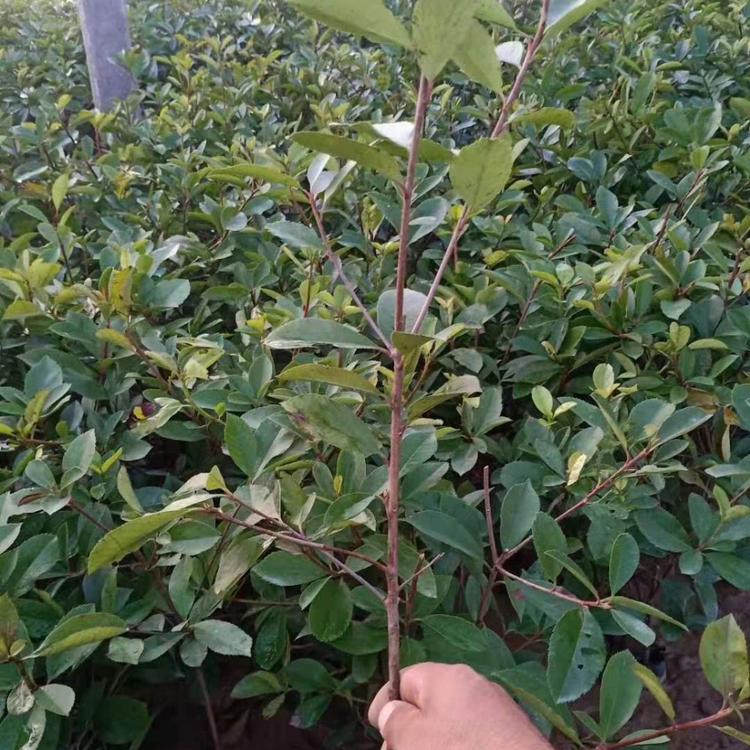 园林工程用苗红叶石楠.批发红叶石楠.红叶石楠种植.花碟锦簇园林批发