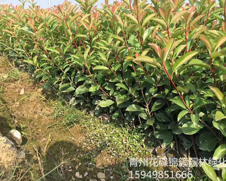 花碟锦簇园林批发 红叶石楠小苗