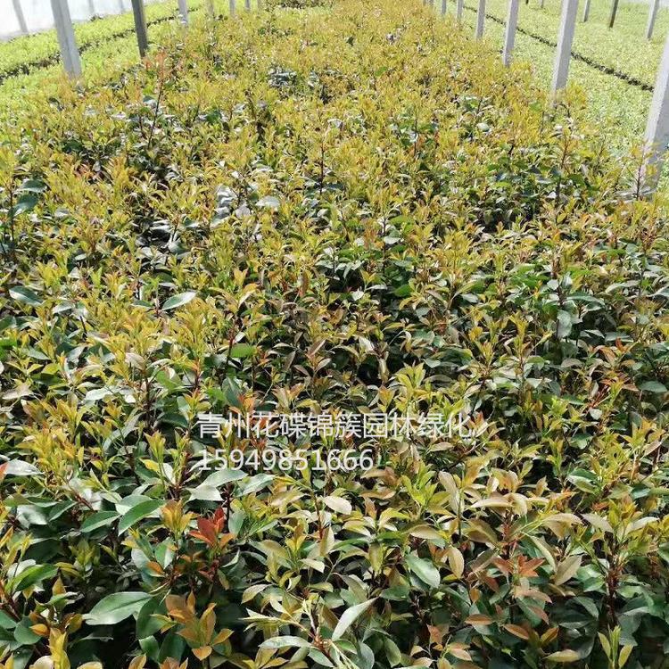 青州市花碟锦簇园林批发小苗 红叶石楠.批发红叶石楠小苗 红叶石楠价格