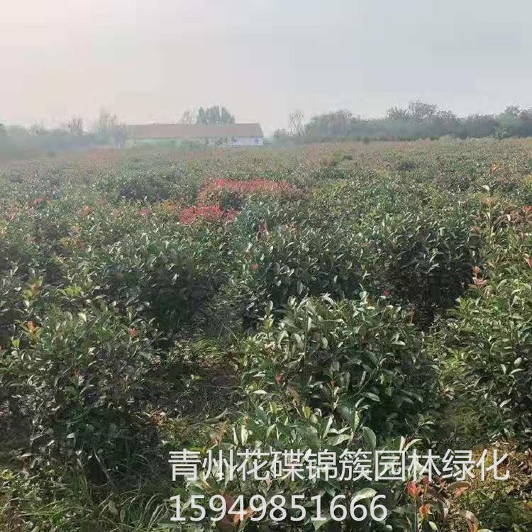 青州市花碟锦簇园林批发 红叶石楠.市政绿化.苗圃用苗