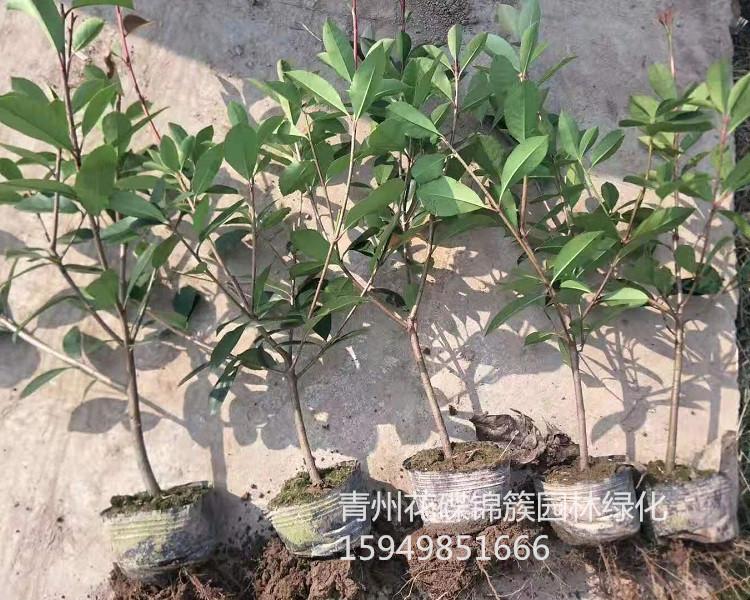 青州市花碟锦簇园林批发 红叶石楠.基地直销