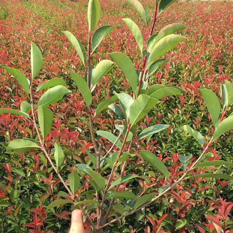 青州市花碟锦簇园林批发 红叶石楠.基地直销 红叶石楠