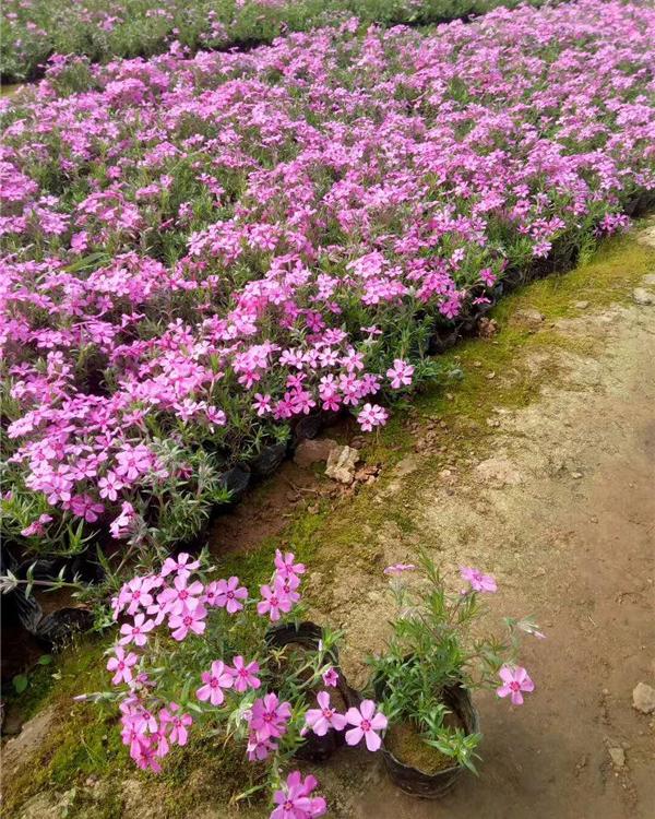 园林绿化芝樱小苗量大优惠大