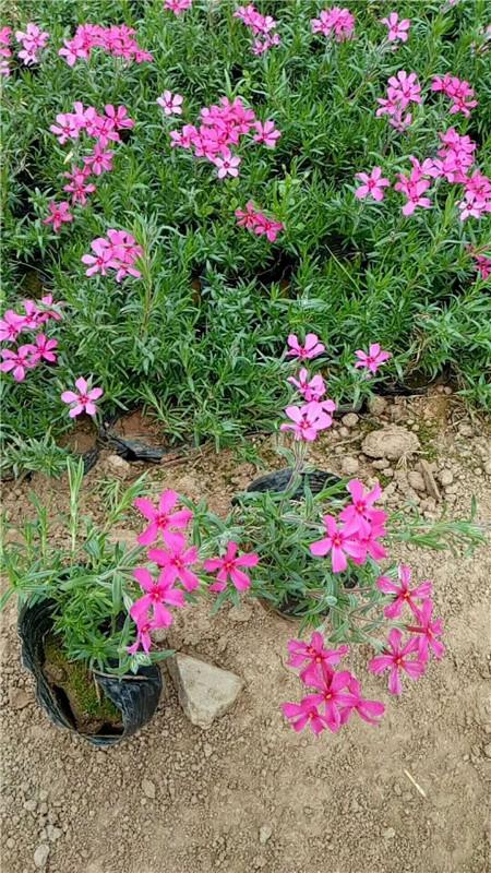现挖现卖芝樱小苗欢迎来基地参观