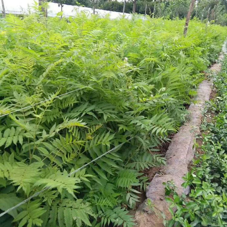 珍珠梅基地 珍珠梅价格