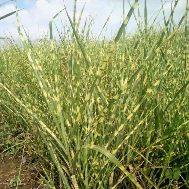 斑叶芒价格 观赏草基地