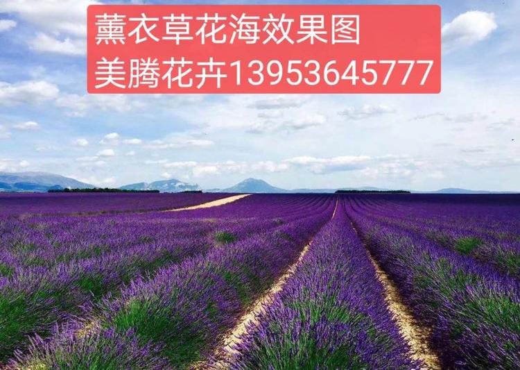薰衣草 营养杯薰衣草 薰衣草的价格