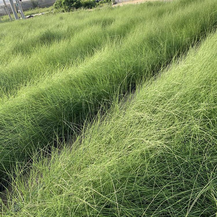 粉黛乱子草种植 价格优惠 青州粉黛乱子草
