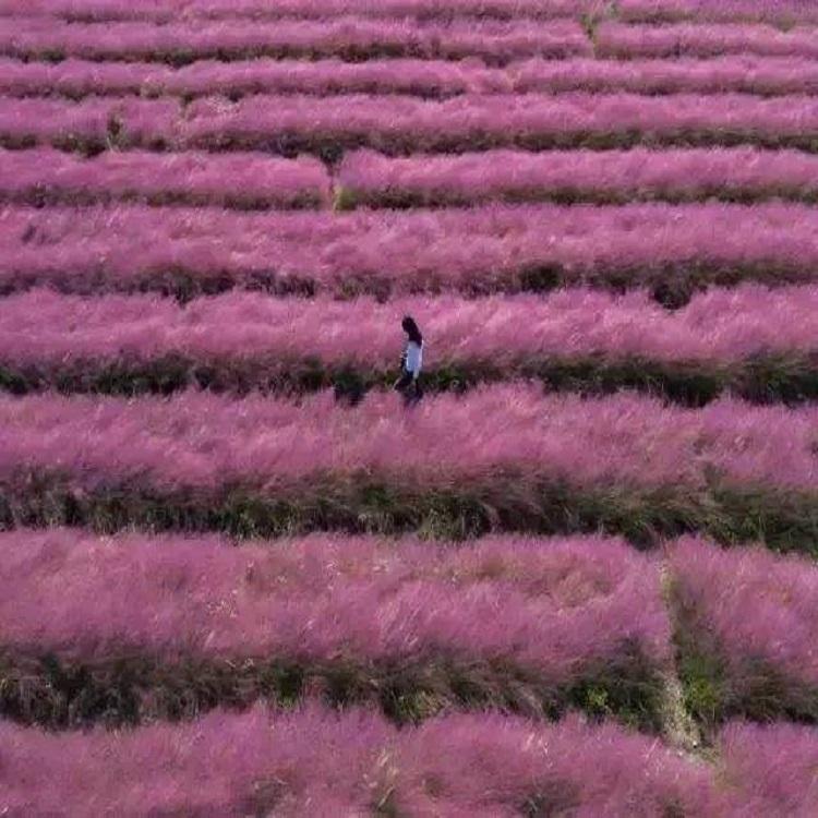 粉黛乱子草小苗 粉黛乱子草种植 畅达花卉