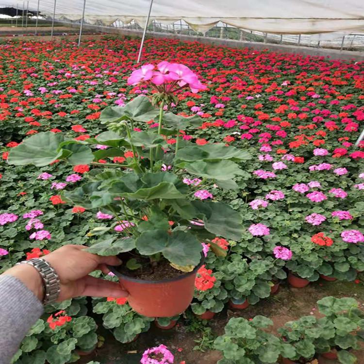 天竺葵价格 山东时令草花天竺葵 天竺葵批发采购