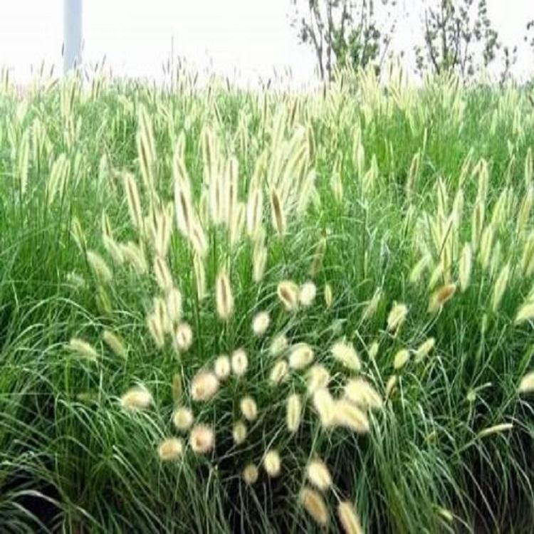 青州狼尾草 狼尾草基地 质量保障