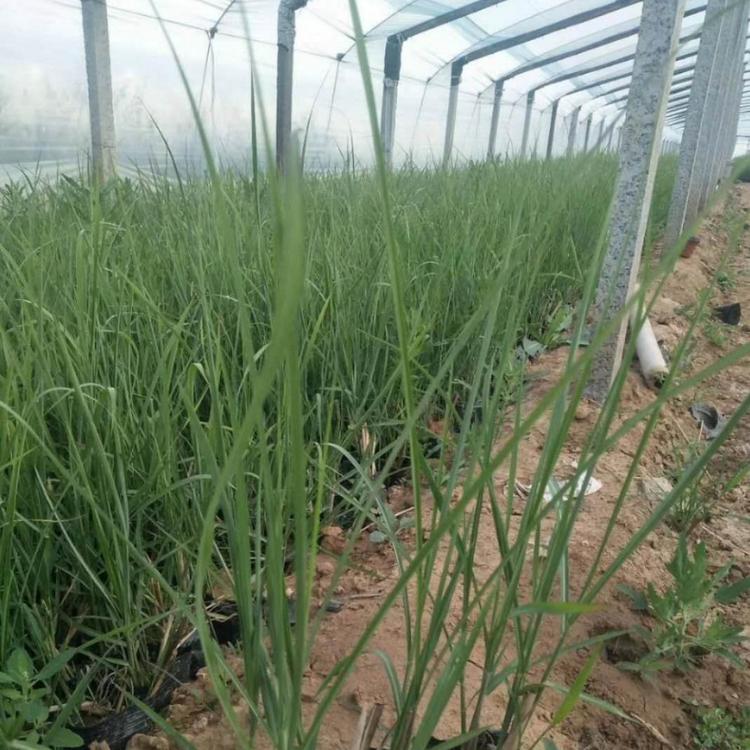 矢羽芒价格 观赏草基地