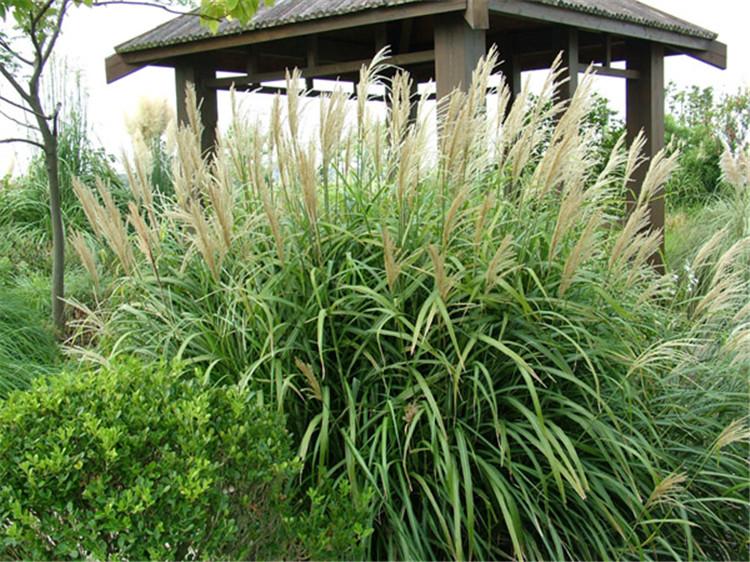 大盆矢羽芒价格 观赏草基地