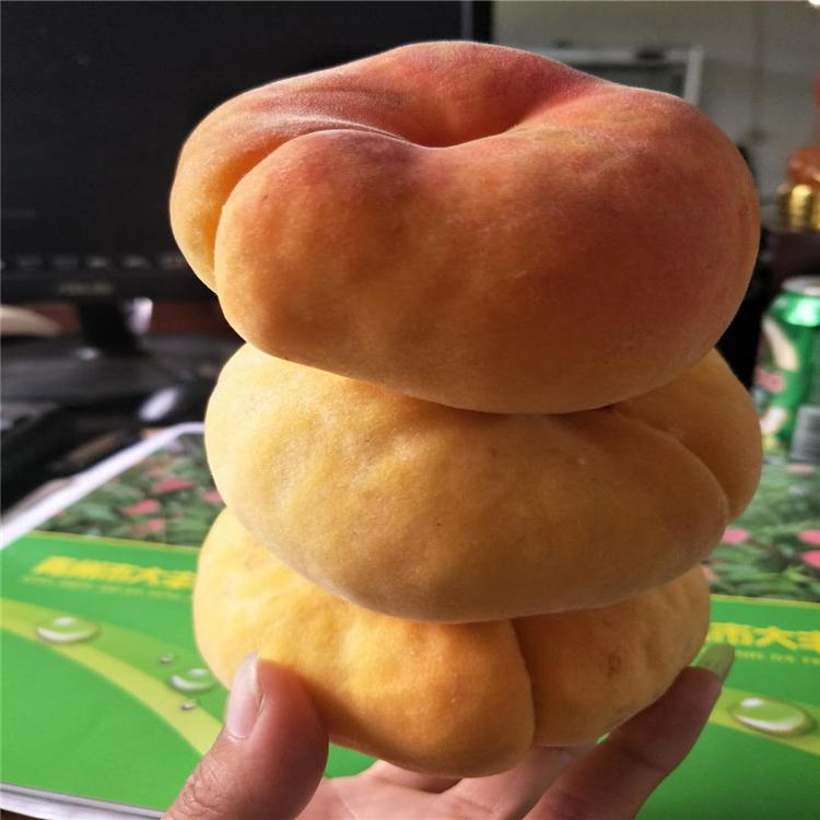 水蜜桃桃树苗  普润苗木上产供应 鲁星2号桃树苗农户直销
