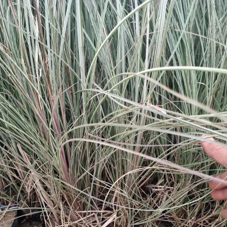 晨光芒价格 观赏草基地
