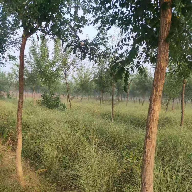 大盆晨光芒价格 观赏草基地