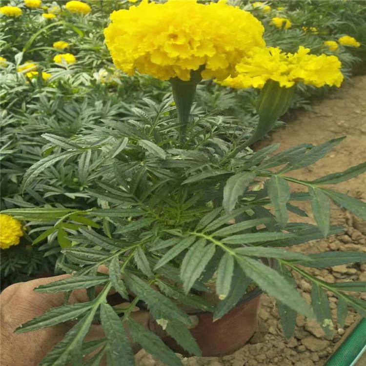 万寿菊 万寿菊价格 万寿菊基地批发采购