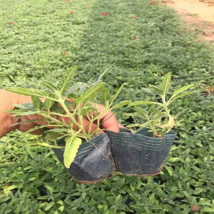 荷兰菊批发 山东荷兰菊 荷兰菊基地