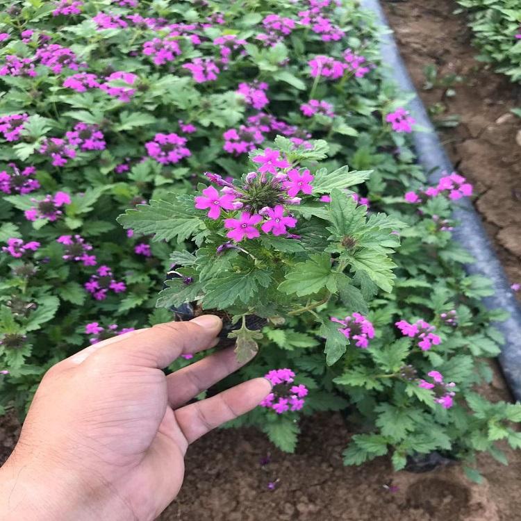 荷兰菊批发价格 青州荷兰菊 荷兰菊基地