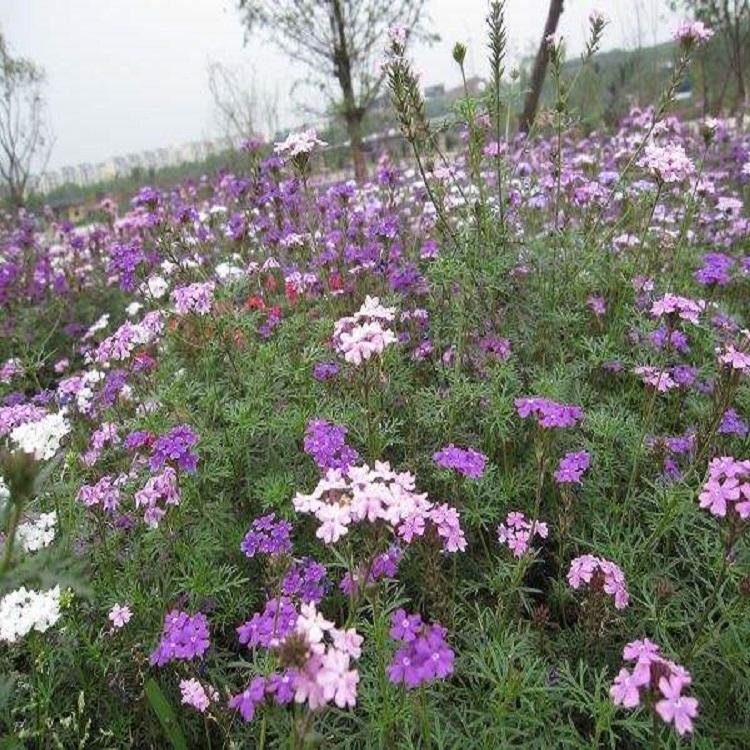荷兰菊批发价格 河北荷兰菊 荷兰菊基地