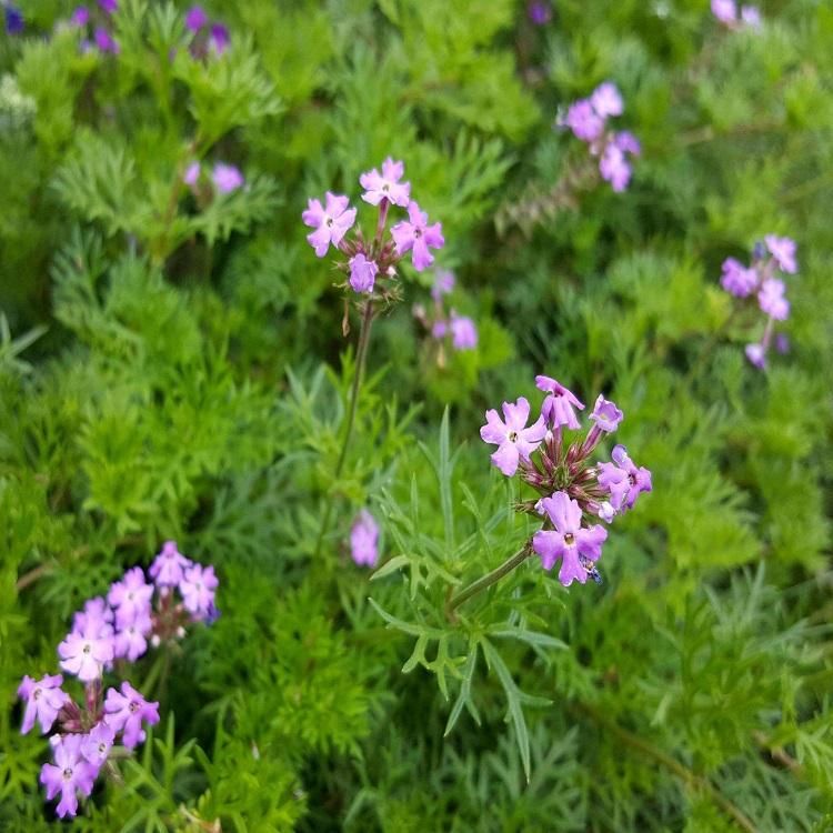 荷兰菊种植 河北荷兰菊 荷兰菊价格