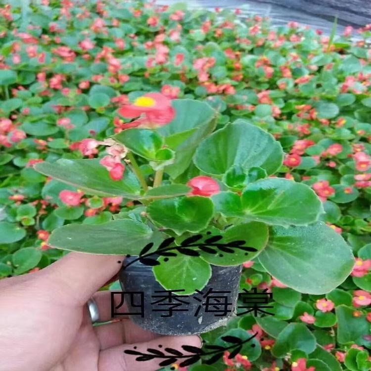海棠基地 山西海棠 价格实惠