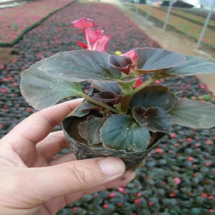 陕西秋海棠 秋海棠 推荐