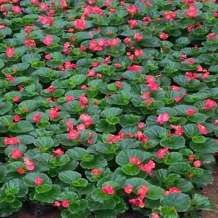 潍坊秋海棠 秋海棠价格