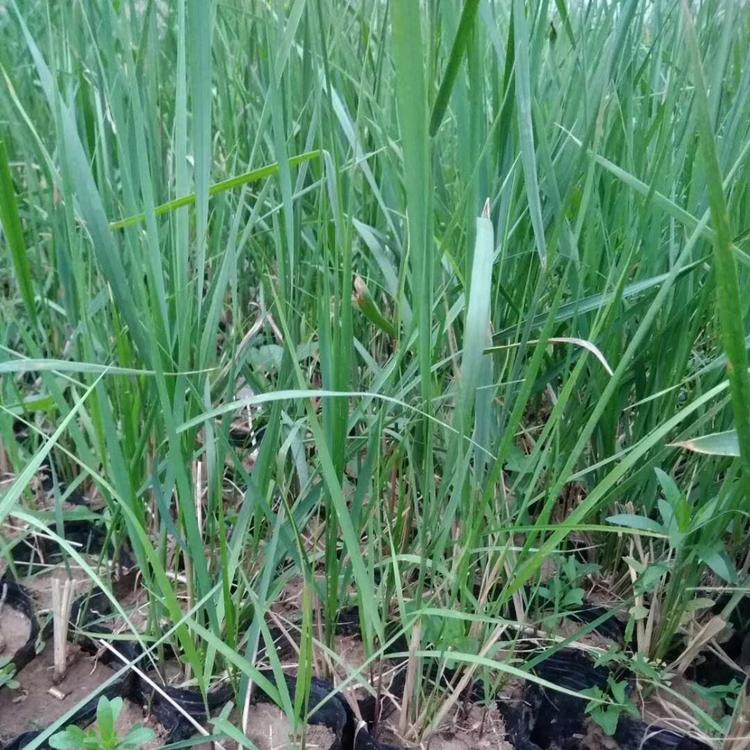 拂子茅价格 观赏草基地
