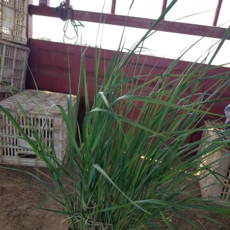 大盆拂子茅价格 观赏草基地