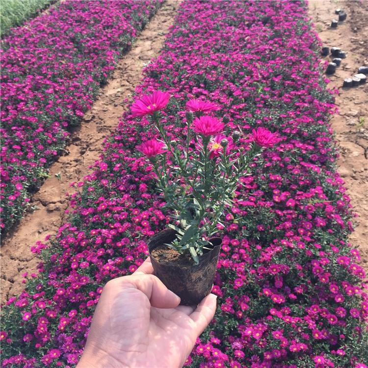 基地供销荷兰菊   优质荷兰菊
